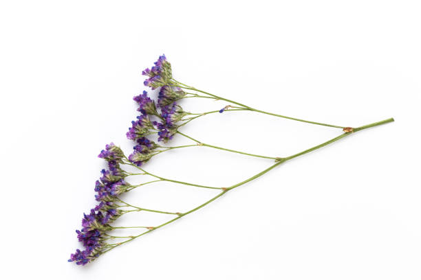 istock Dried flowers on white background. Flat lay, top view. 1172196851