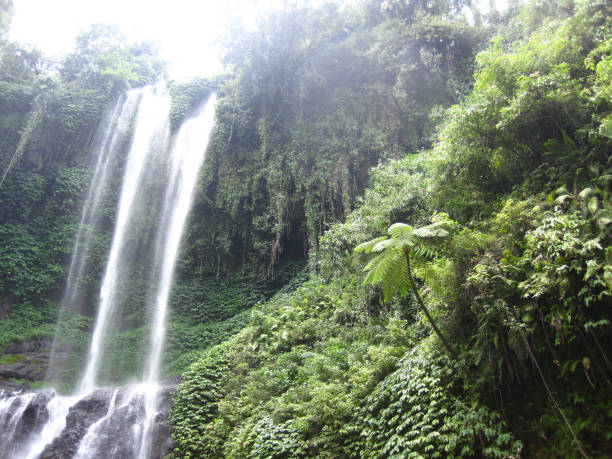 istock Waterfalls in Bali Island  Lush vegetation 1172198564