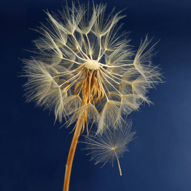 istock dandelion and its flying seeds on a blue background 1172199390