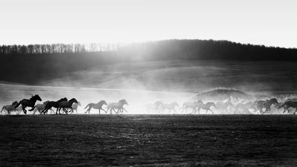 istock Horses in Dust and Sunset Silhouette 1172203223