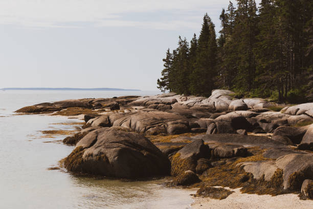 istock Rocky Maine Coast with Rising Tide and Forest 1172203405