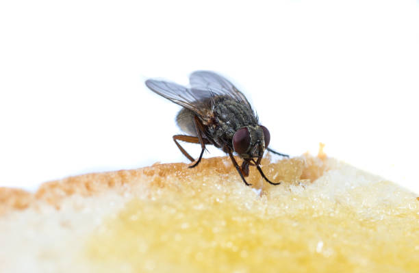 istock The usual black insect fly sits and eats food: watermelon, bread, honey, pie 1172204880