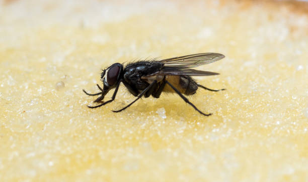 istock The usual black insect fly sits and eats food: watermelon, bread, honey, pie 1172204911