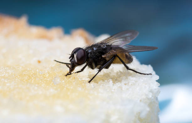 istock The usual black insect fly sits and eats food: watermelon, bread, honey, pie 1172204971