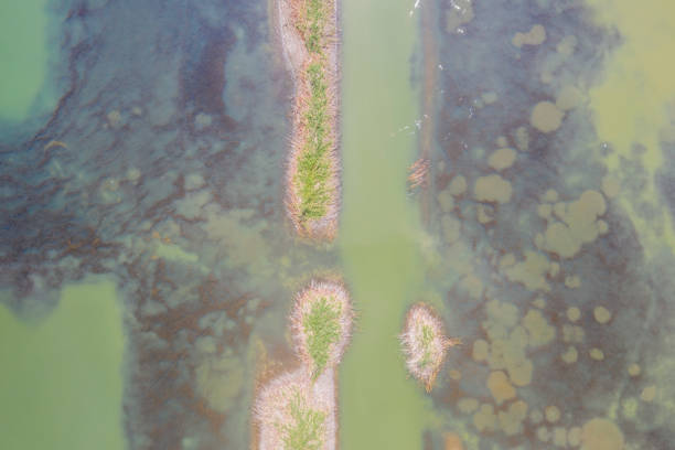 istock Aerial View of Lake 1172205094