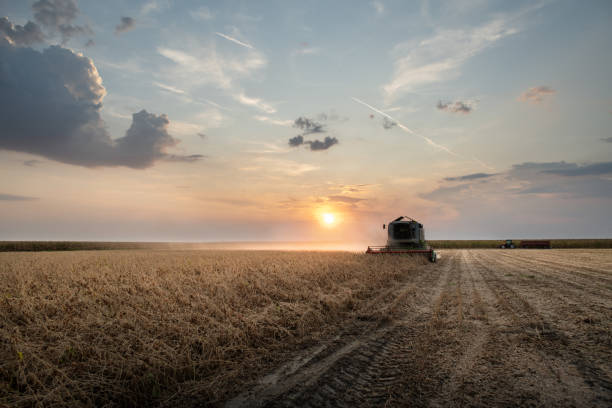 istock A combine harvesting soybeans at sunset 1172205137