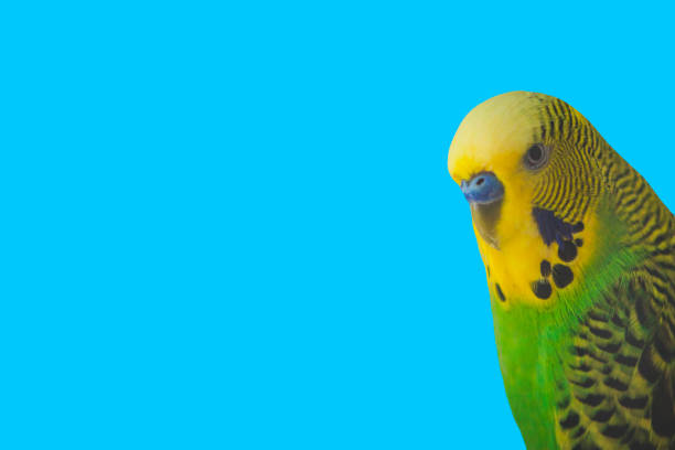 Budgie in blue Close-up of a budgie head and torso on a blue single color background budgerigar photos stock pictures, royalty-free photos & images