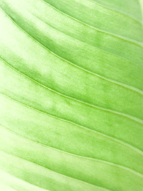 istock abstract green leaf texture for background, Green leaves background 1172206666