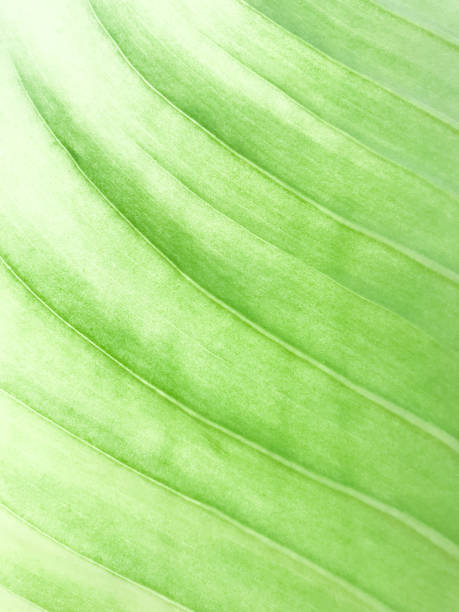 istock abstract green leaf texture for background, Green leaves background 1172206700