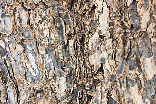 Textured and surface of the bark on trunk of the big tree in the forest