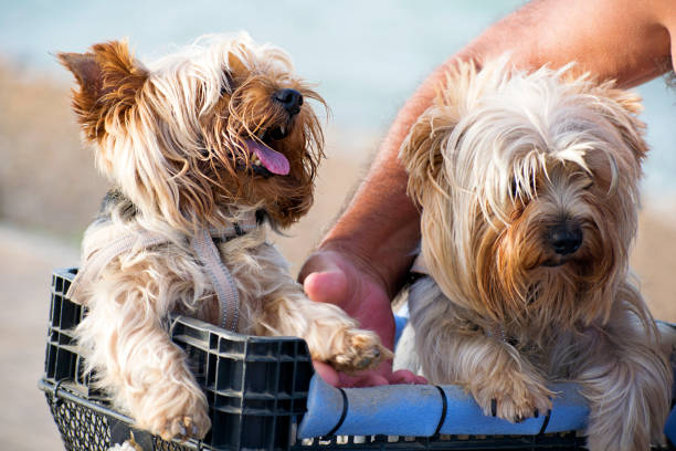 A couple of cute Yorkshire dogs in a basket transported by bike