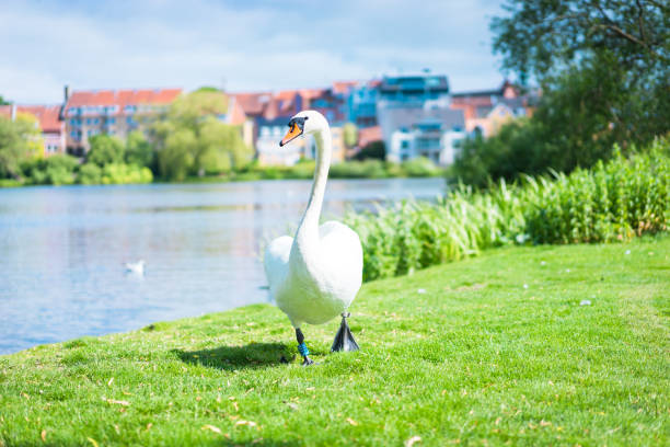 piękne białe niemy łabędź stoi - swan white grass park zdjęcia i obrazy z banku zdjęć