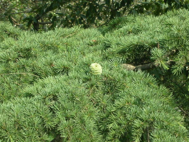 istock A single flower in green grass 1172210478