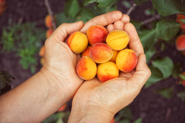 istock Fresh harvested apricots in hands 1172210564