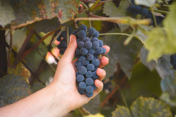 istock Farmer harvesting red grapes 1172210573