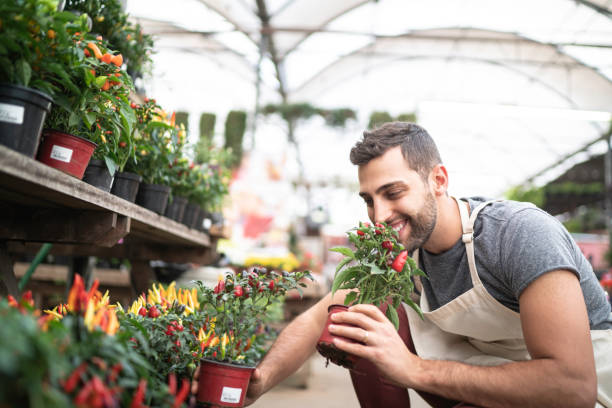 istock Young florist taking care of some seedlings 1172210782