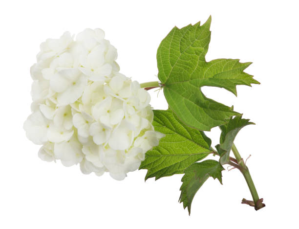istock isolated on white bush branch with light flowers 1172211657