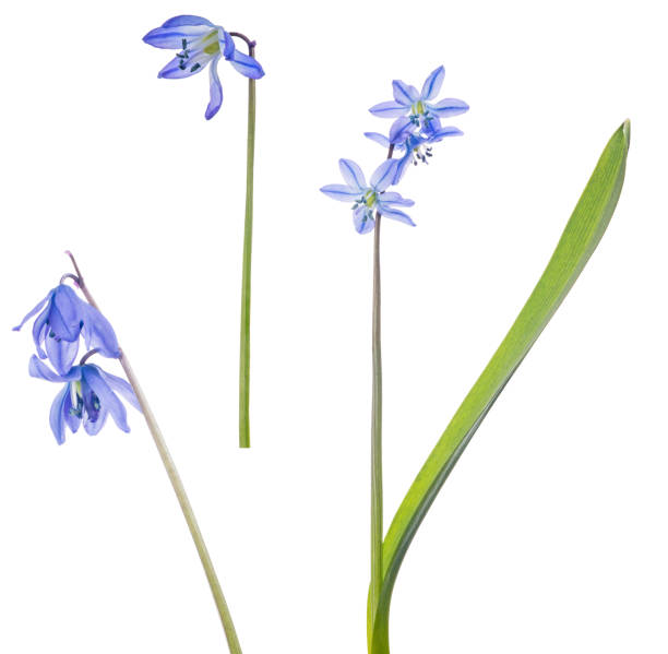 istock three blue scilla flowers isolated on white 1172211828