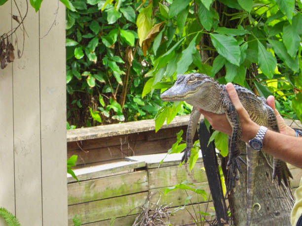 istock a baby crocodile in the hand 1172212084