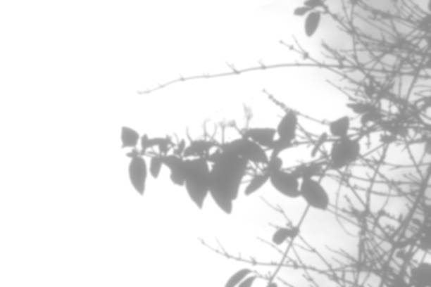 An organic plant shadow overlay, a blurred tree branch shape, an abstract black and white design element