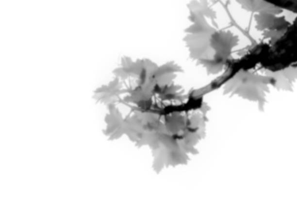 istock An organic plant shadow overlay, a blurred tree branch shape, an abstract design element 1172212458