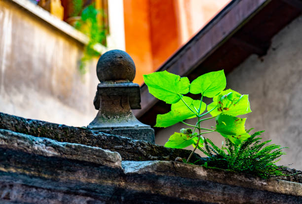 Plant growing in an old roof in Lyon.