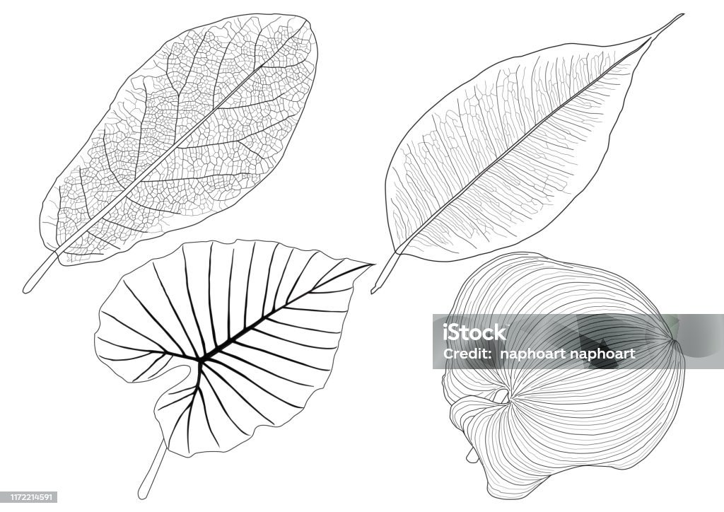 Line Single Leaf And Leaf Pattern Black Bring To Color Decorate Paint ...
