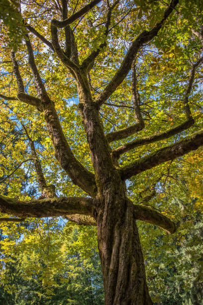 istock Beautiful under view of a tree 1172215482