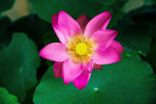 Lotus flower