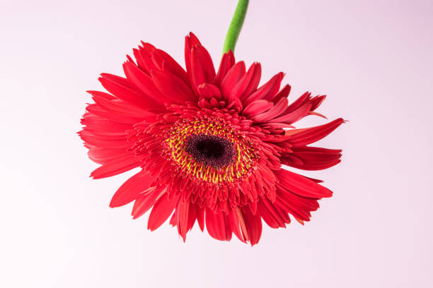 istock Red daisy flower on pastel pink background. Summer minimal concept. 1172216304