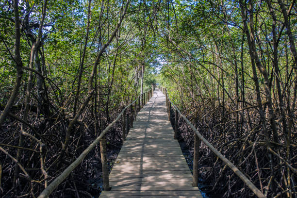 istock Mangrove catwalk in Trancoso 1172216520