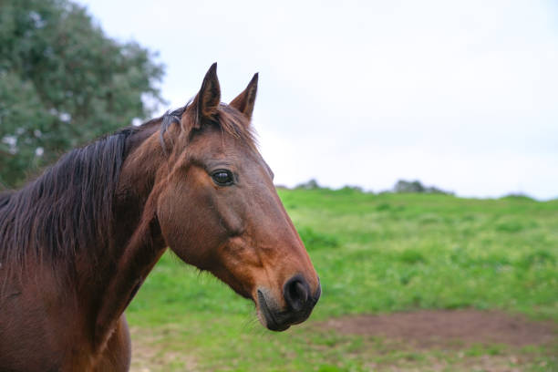 istock Beautiful horse headshot 1172216549