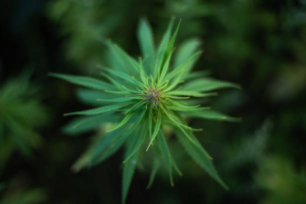 fields of industrial hemp in Estonia. Europe
