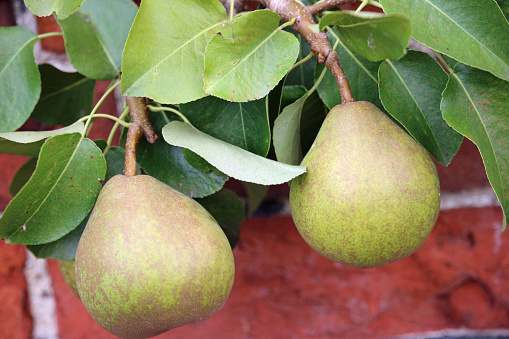 Two dessert pears, Pyrus communis, of the variety Doyenne du Comice hanging on a tree with leaves and a red brick wall background.