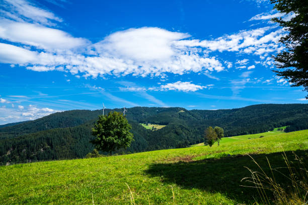 germania, vista sulla vetta della montagna schauinsland nel paesaggio naturale della foresta nera vicino a friburgo im breisgau in estate con cielo blu, perfetto per escursioni - black forest forest sky blue foto e immagini stock