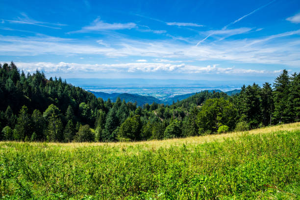 germania, ampia vista infinita sulle cime degli alberi di conifere e abeti che coprono la montagna della foresta nera vicino a friburgo in brisgovia con una splendida vista sul muenstertal in estate con cielo blu - black forest forest sky blue foto e immagini stock