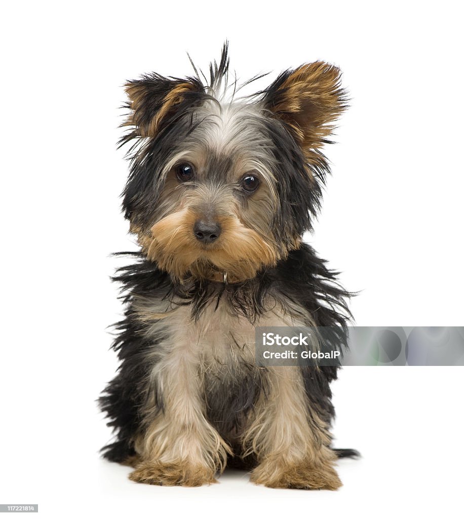 Yorkshire Terrier (3 months) Yorkshire Terrier (3 months) in front of a white background. Alertness Stock Photo