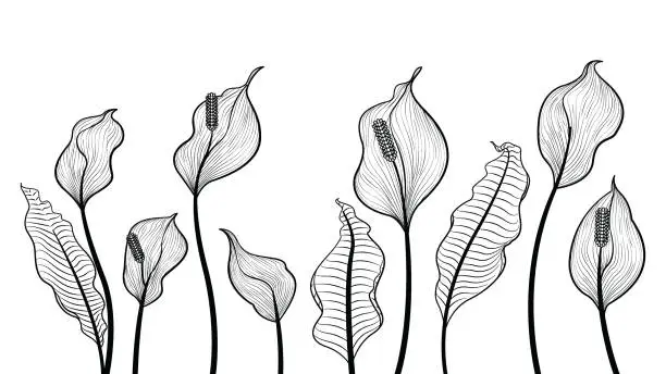 Vector illustration of Peace lily flowers hand draw vector