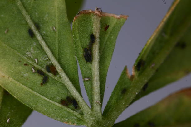 istock Insect pests on medical cannabis plants. 1172218485