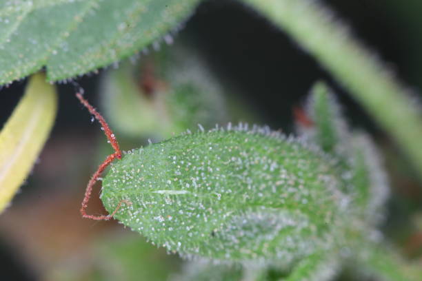 istock Insect pests on medical cannabis plants. 1172218486