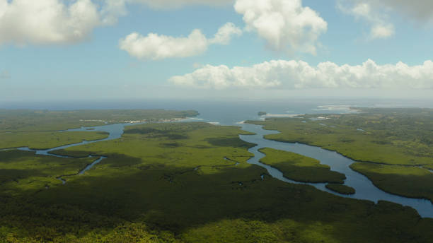 istock Aerial view of Mangrove forest and river 1172222068