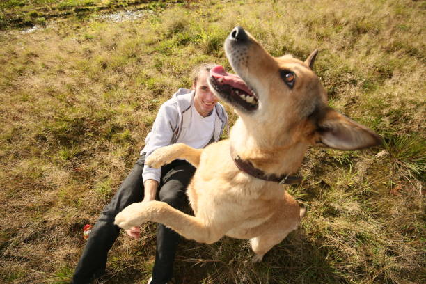Side view of happy man training mixed breed red dog in grass on meadow in sunny day