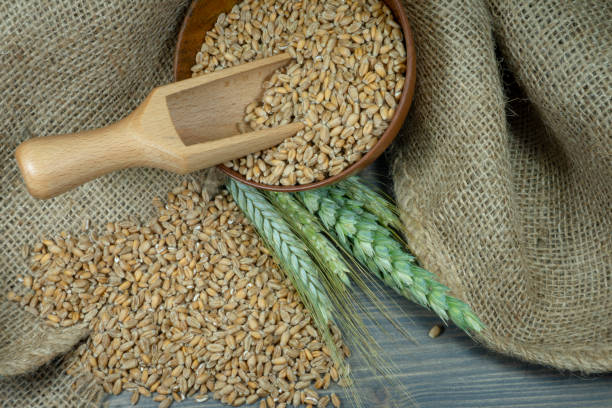 istock Wheat seeds spilling from a bowl with ears 1172225730