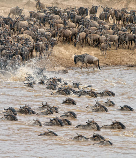 istock Mara River Crossing in Masai Mara NR 1172225941