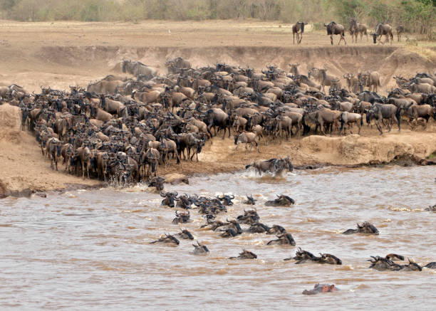 istock Mara River Crossing in Masai Mara NR 1172225981