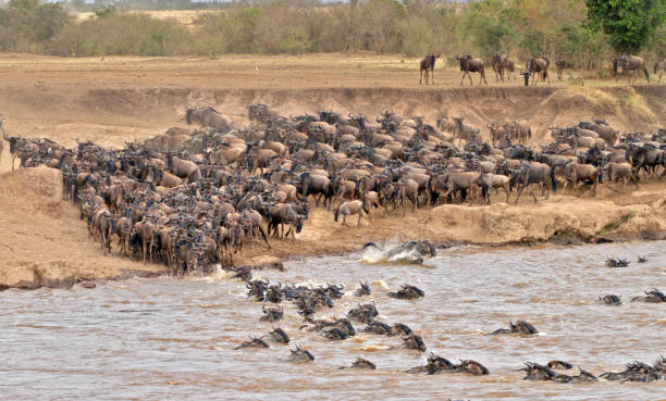 istock Mara River Crossing in Masai Mara NR 1172225990