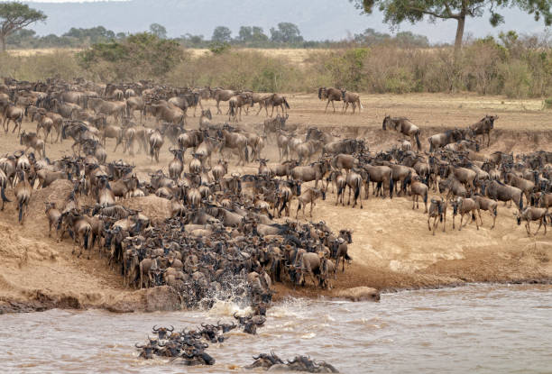 istock Mara River Crossing in Masai Mara NR 1172226093