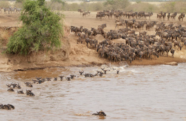 istock Mara River Crossing in Masai Mara NR 1172226098