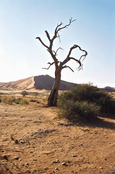 Dry tree in desert. Sunny clear day. Vertical shot
