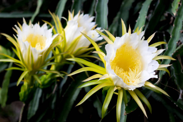 beautiful dragon fruit flower on climber planting  floral  nature  background beautiful dragon fruit flower on climber planting  floral  nature  background night blooming cereus stock pictures, royalty-free photos & images